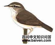 淡脚树莺 淡脚树莺的图片