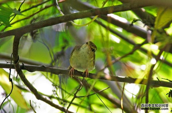 ������ݺ