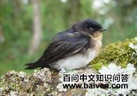 淡脚南美燕 淡脚南美燕的图片