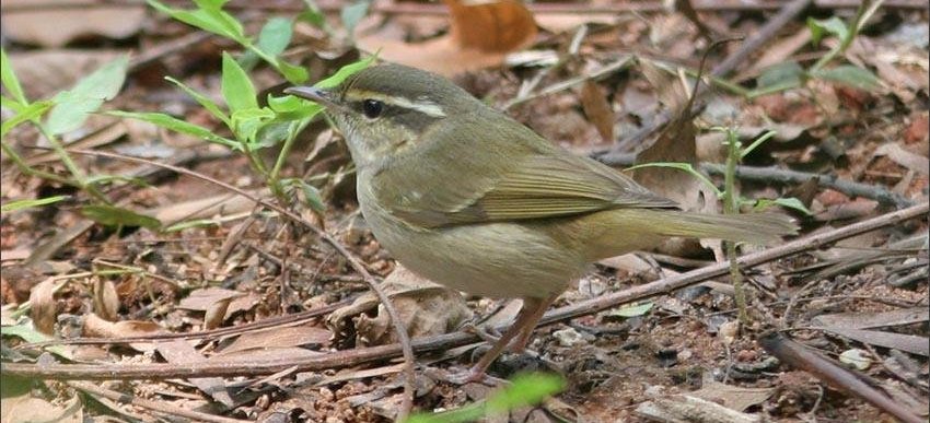 ������ݺ��ͼƬ