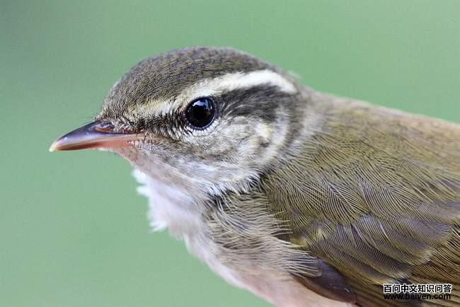 ������ݺͷ����д������ӡ�ȣ�