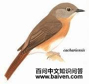 淡颊仙鹟 淡颊仙鹟的图片