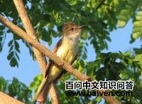 ����Ӭ���l��ͼƬ