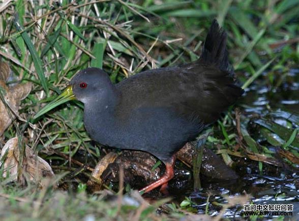 ��ɫ������ͼƬ