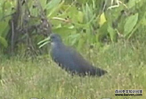 ��ɫ����