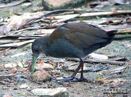 ��ɫ����