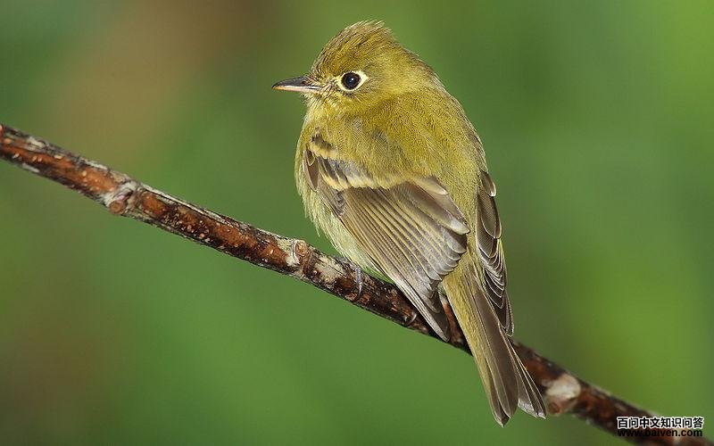 �����ư��l��ͼƬ