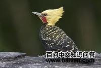 ���ƹ���ľ��