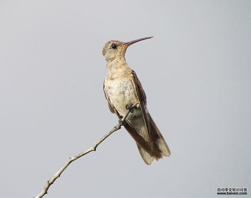 ���Ʒ����ͼƬ