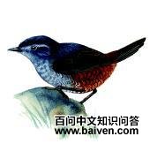 淡喉窜鸟 淡喉窜鸟的图片