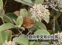 �������ӵ�ͼƬ