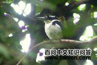 ��������ͼƬ