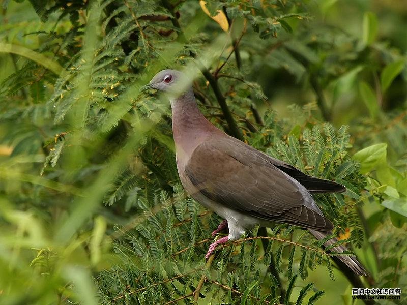 淡腹鸽 淡腹鸽的图片