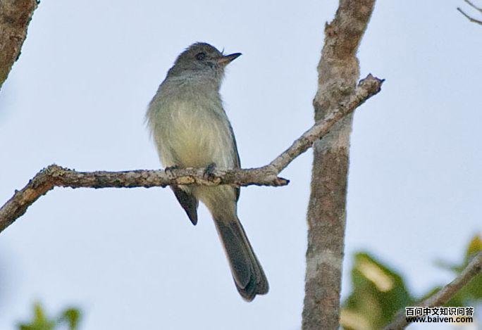 淡腹悲霸鹟 淡腹悲霸鹟的图片