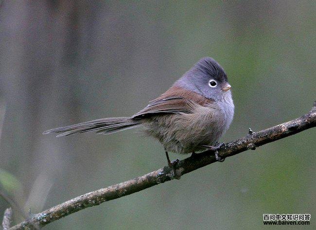 ��ɫѻȸ��ͼƬ