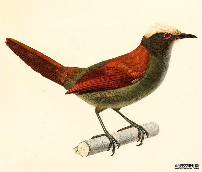 淡顶针尾雀 淡顶针尾雀的图片