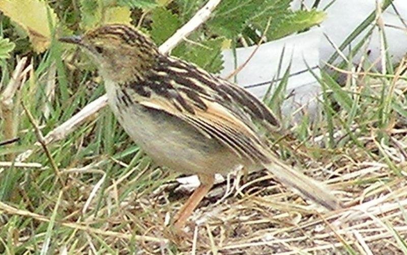 ������βݺ��ͼƬ