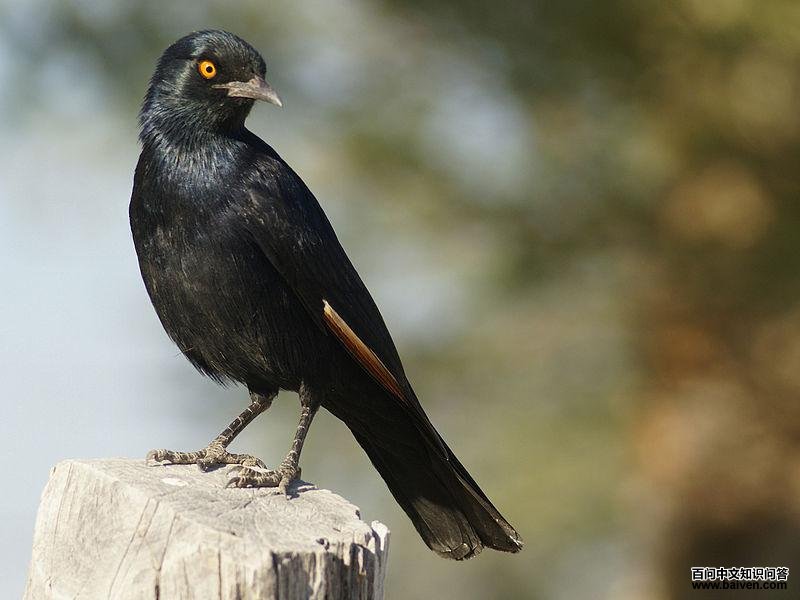 ������������ͼƬ