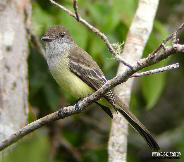 ����Ӭ���l��ͼƬ