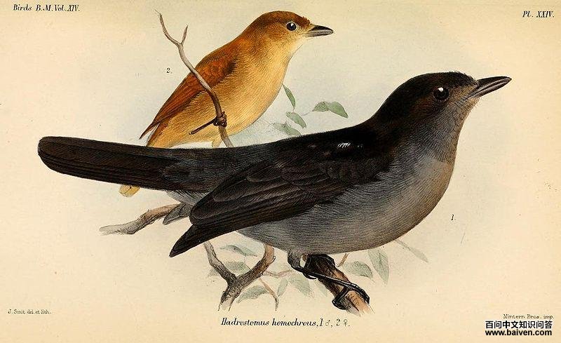 单色厚嘴霸鹟 单色厚嘴霸鹟的图片