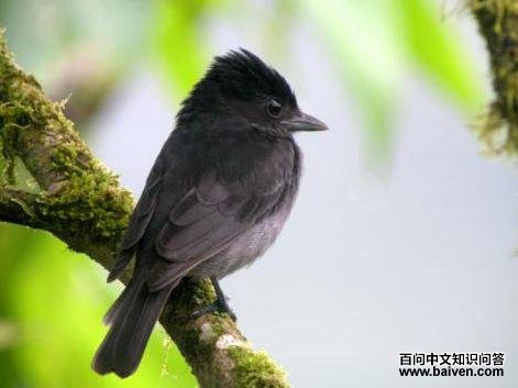 ��ɫ������l