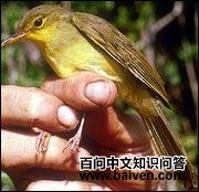 暗色旋木鹎 暗色旋木鹎的图片