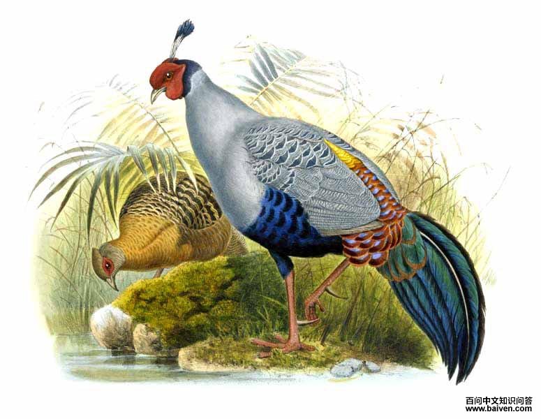 ���ϻ��£���̬����ͼ