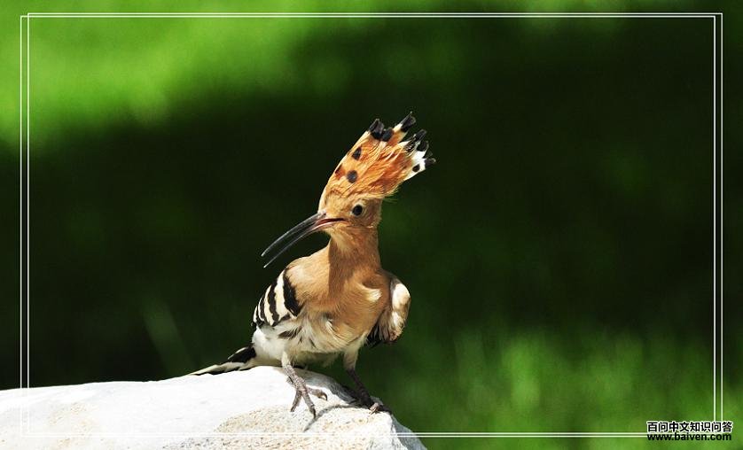 ��ʤ��������ٸ