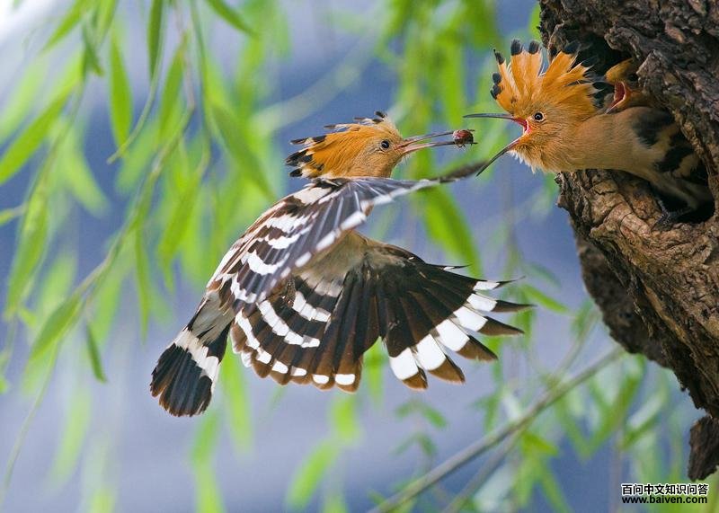 ��ʤ�����������߹���Ϧ��