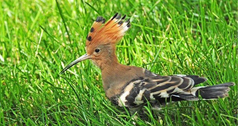 ��ʤ��������ٸ