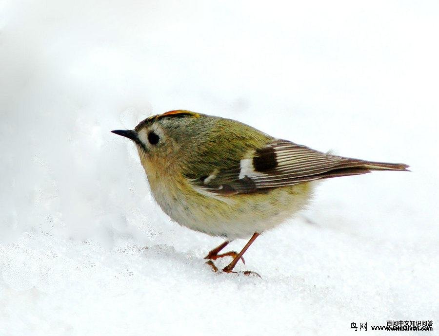 ���գ�����