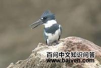 带鱼狗 带鱼狗的图片