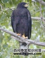 带尾鵟 带尾鵟的图片