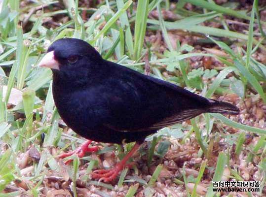 ��ɫά��ȸ��ͼƬ