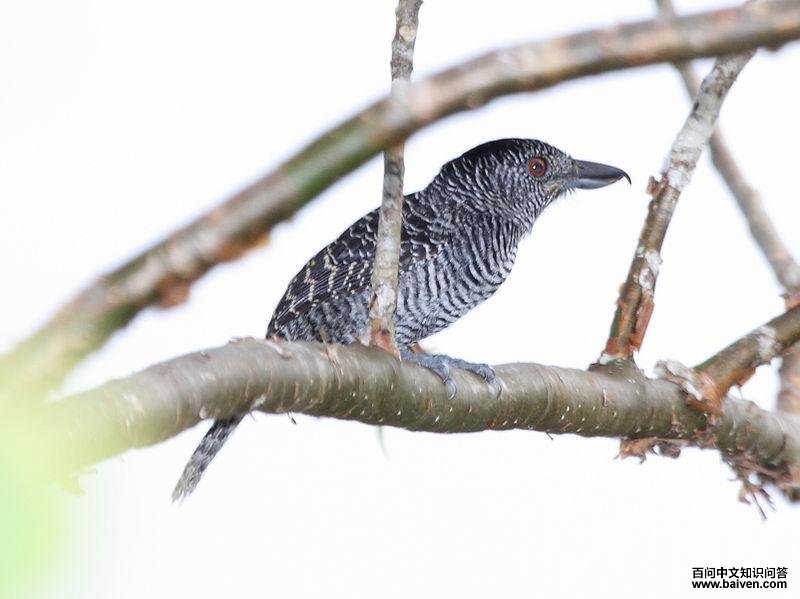 �������V��ͼƬ