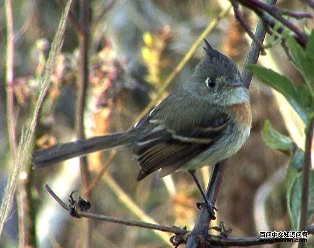 �����l��ͼƬ