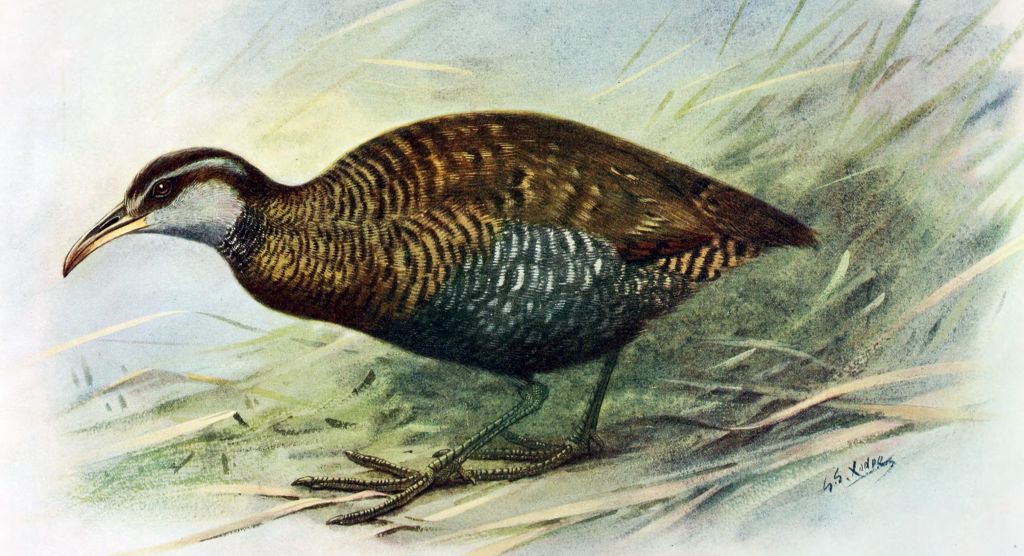 ��������ͼƬ