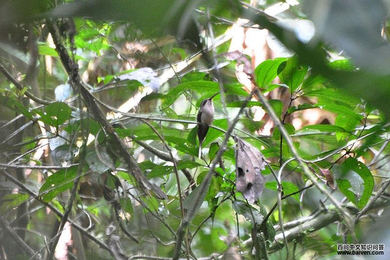 大嘴隐蜂鸟 大嘴隐蜂鸟的图片