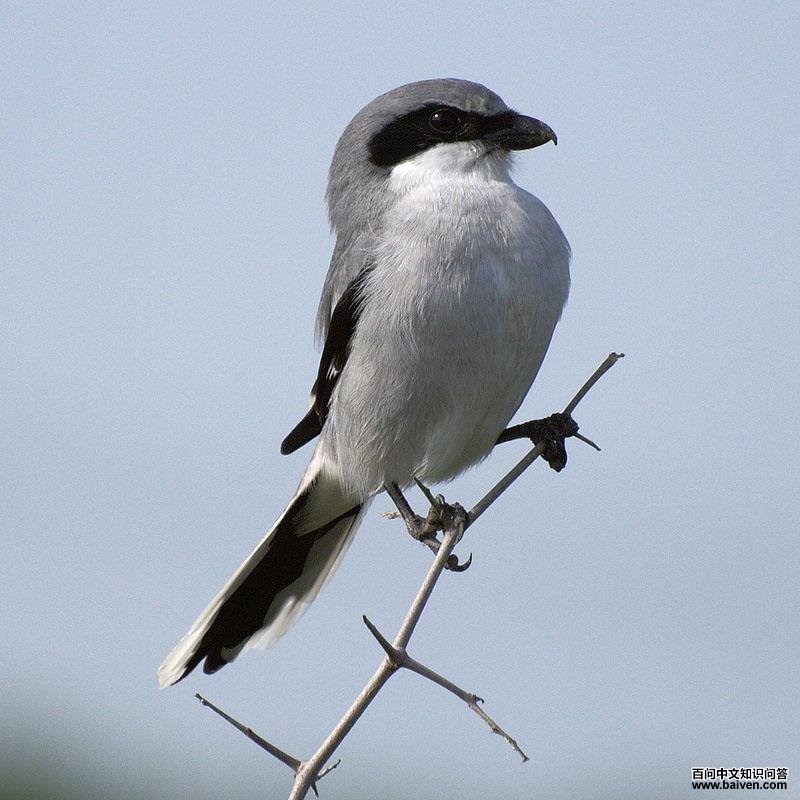 ��ͷ���͵�ͼƬ