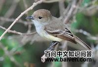 ����Ӭ���l