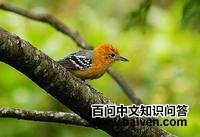 大嘴蚁鹩 大嘴蚁鹩的图片