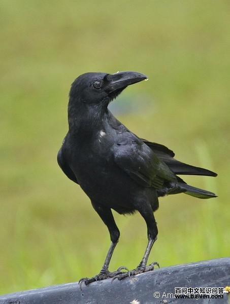 Amar-Singh HSS��Ӱ����ΪͼΪ������ѻ����