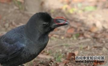 ������ѻ������������һ�������̣�����Ȧ�ڲ���