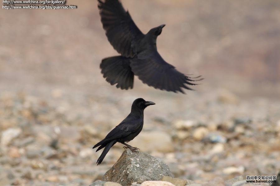 ������ѻ