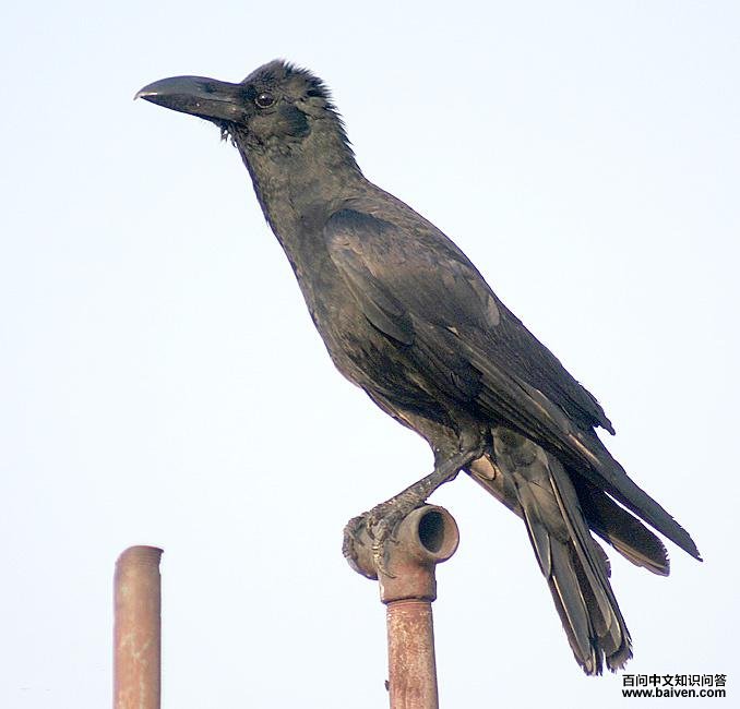 ������ѻ