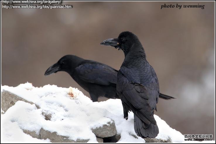 ������ѻ