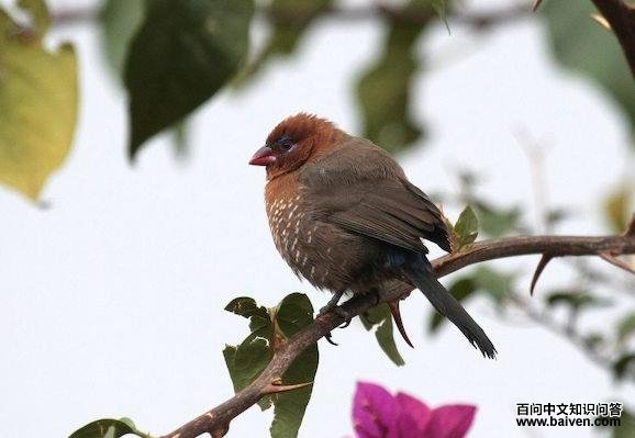 ��ɫά�����ͼƬ