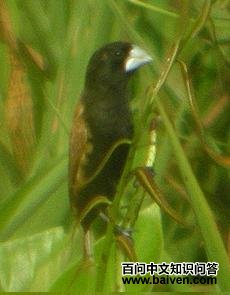 大嘴文鸟 大嘴文鸟的图片