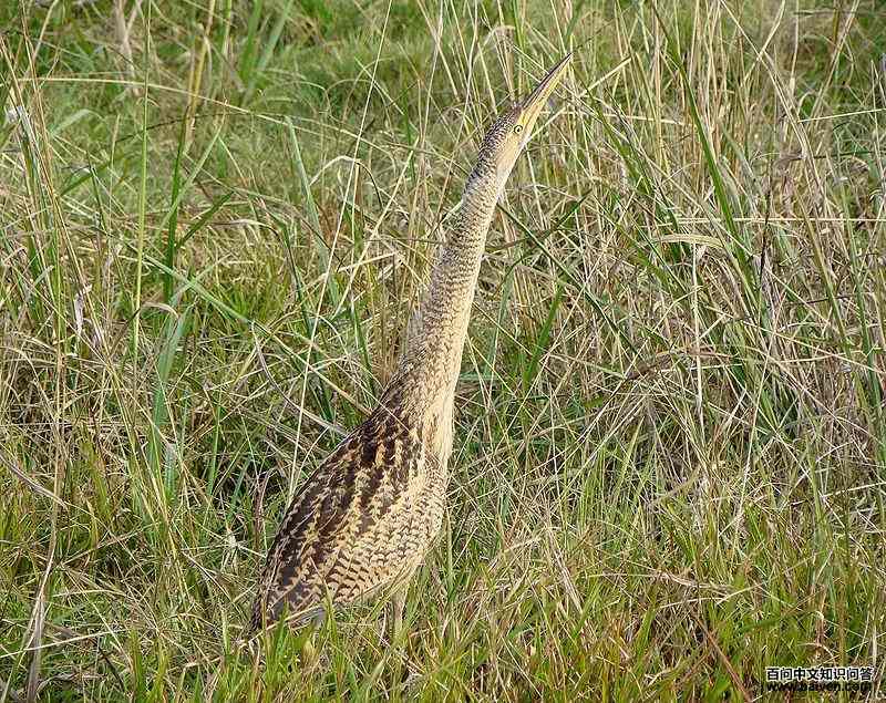 大嘴麻鳽 大嘴麻鳽的图片