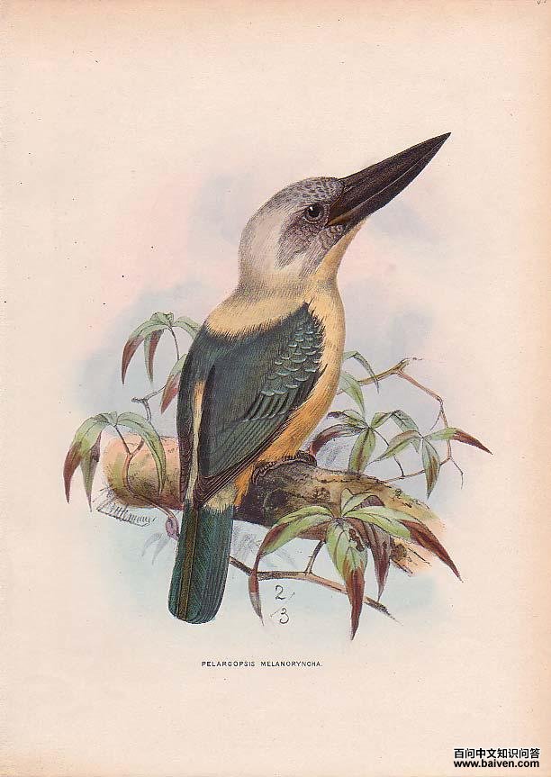 大嘴翡翠 大嘴翡翠的图片